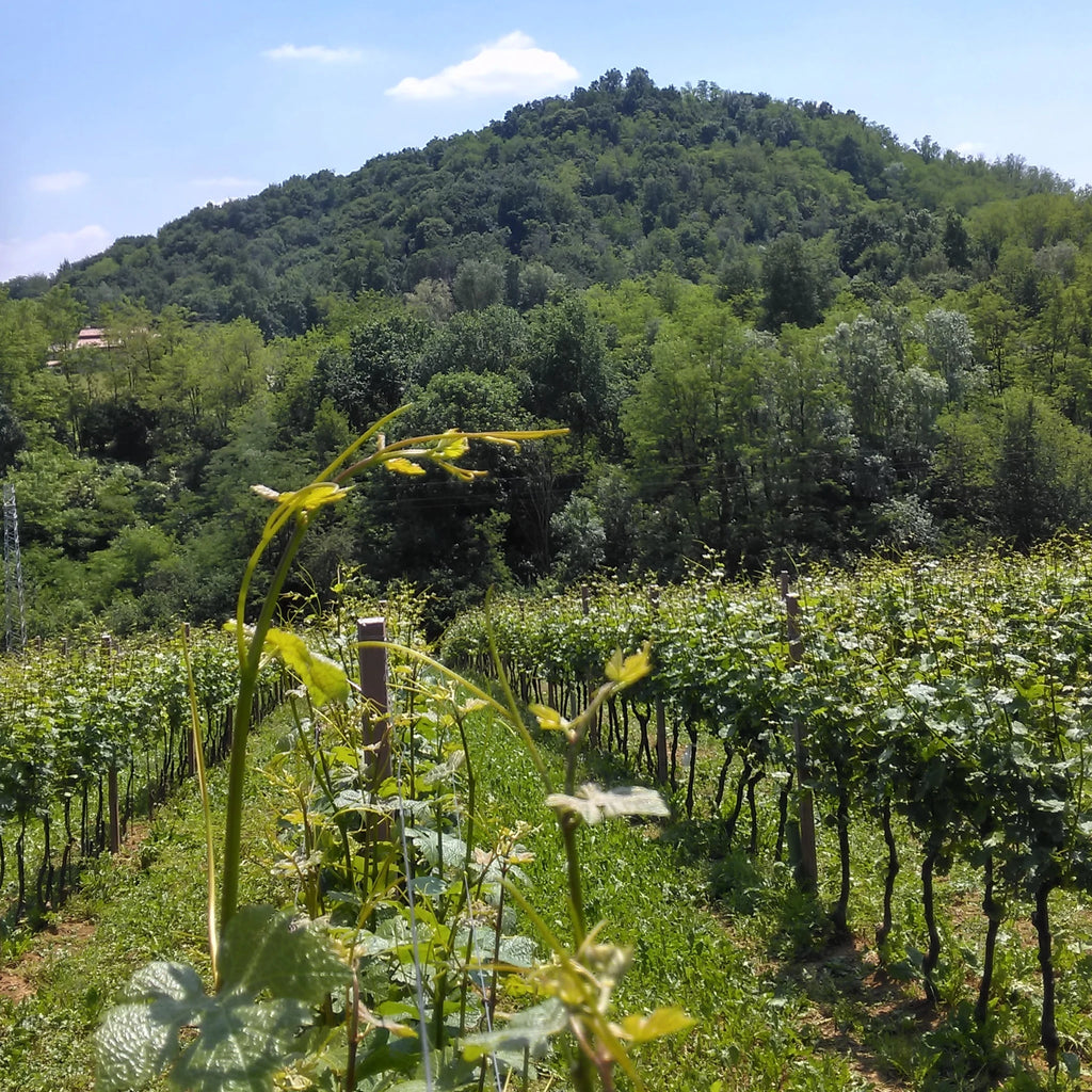 Asolo Prosecco Superiore DOCG Millesimato extra Brut  -  Cirotto - vaigustando