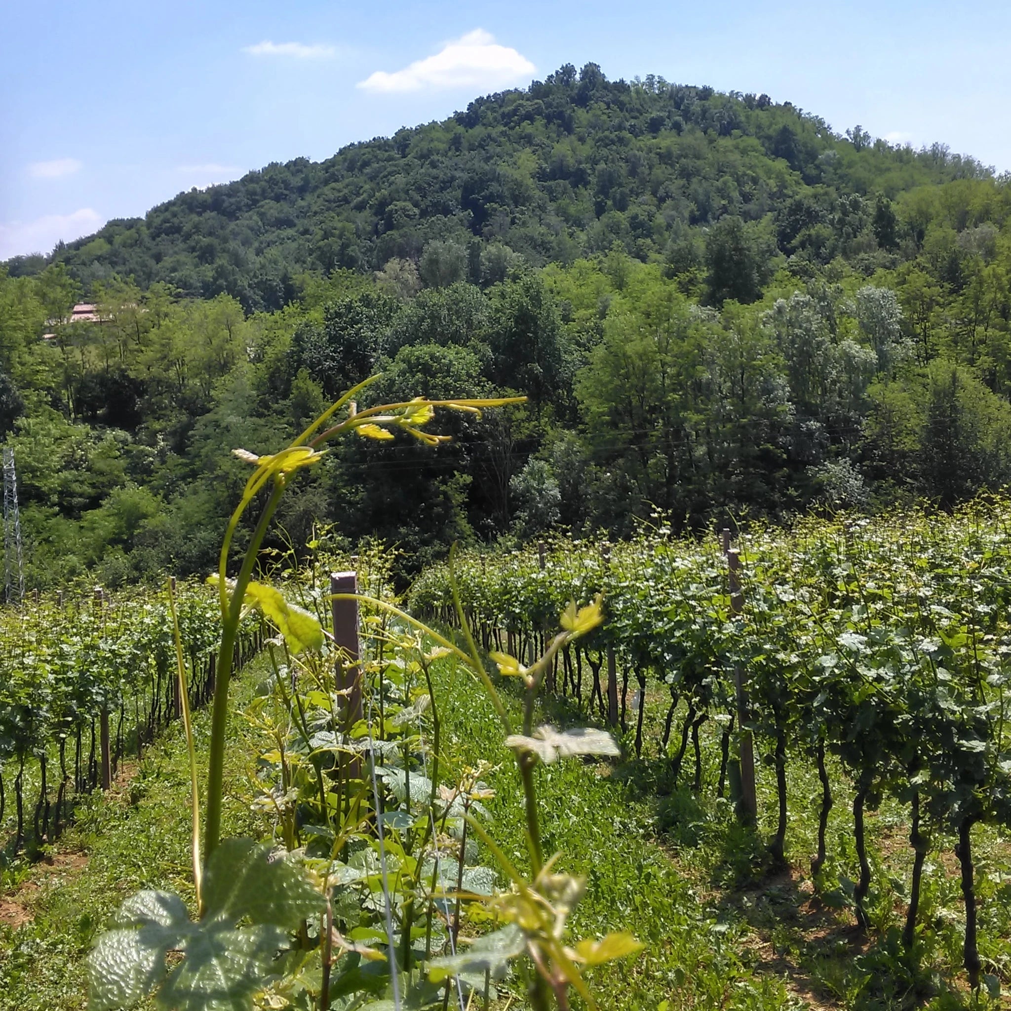 Asolo Prosecco Superiore DOCG Millesimato extra Brut  -  Cirotto - vaigustando