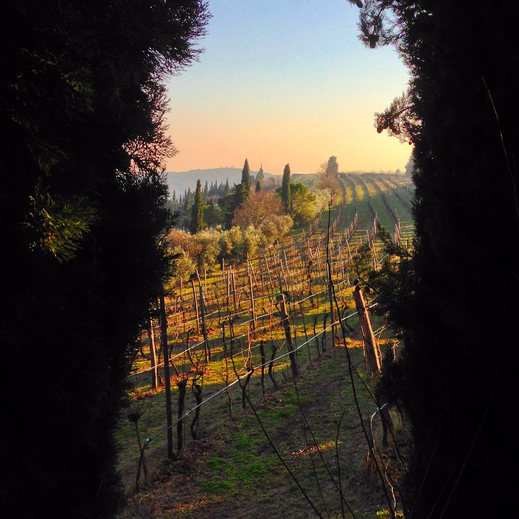 Recioto di Soave D.O.C.G.  -  Tenuta Trabucchi - vaigustando