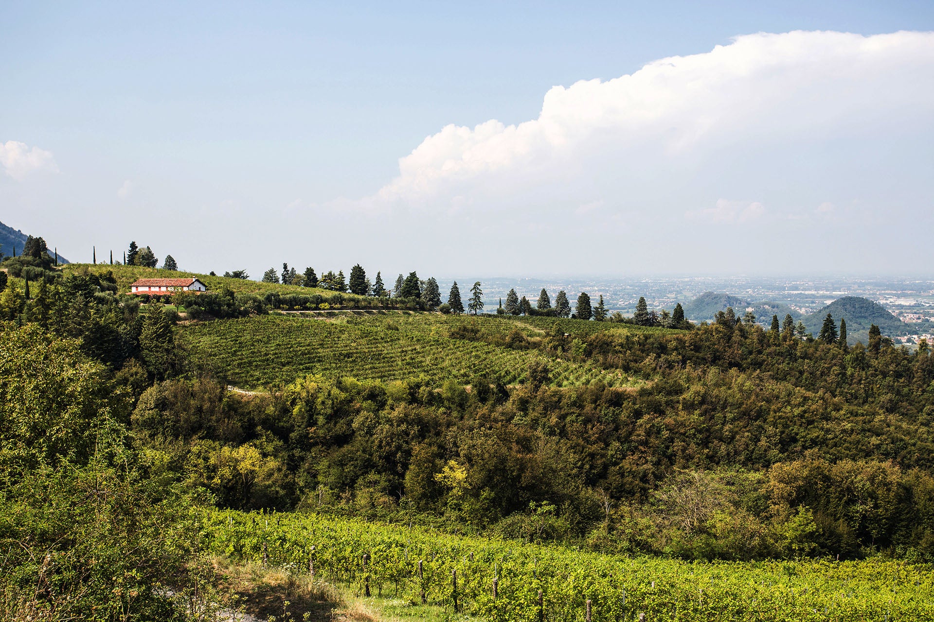 Metodo Classico Blanc de Noirs Extra Brut Tre  -  Buvoli - vaigustando