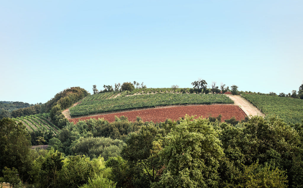 Franc Cabernet Franc  -  Buvoli - vaigustando