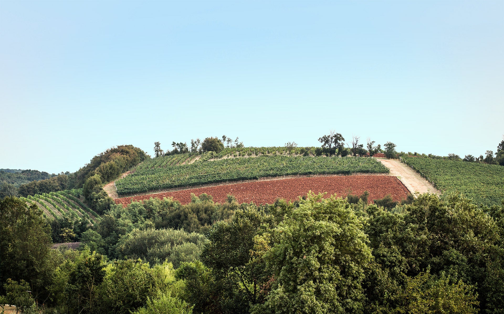 Franc Cabernet Franc  -  Buvoli - vaigustando